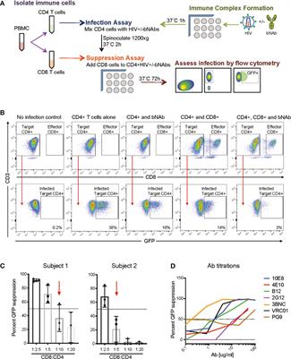 CD8 Effector T Cells Function Synergistically With Broadly Neutralizing Antibodies to Enhance Suppression of HIV Infection